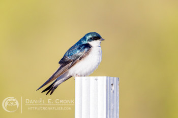 Tree Swallow