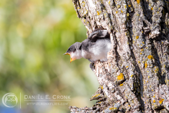 Tree Swallow