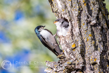 Tree Swallow