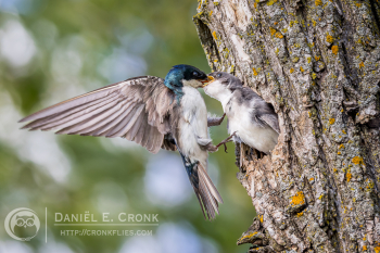 Tree Swallow