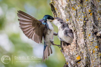 Tree Swallow