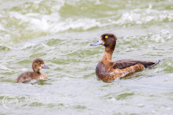 Tufted Duck