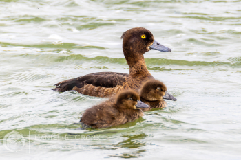 Tufted Duck