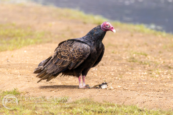 Turkey Vulture