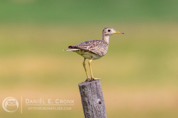 Upland Sandpiper