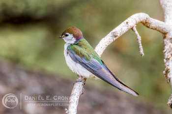 Violet-Green Swallow