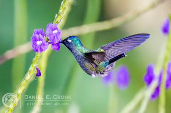 Violet-Headed Hummingbird 