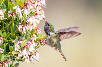 Volcano Hummingbird