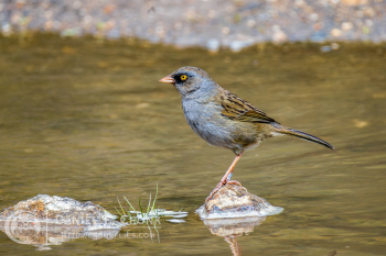 Volcano Junco