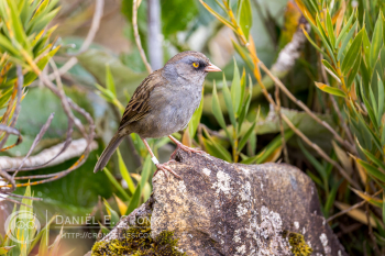 Volcano Junco