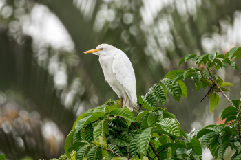 Western Cattle-Egret