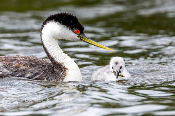 Western Grebe