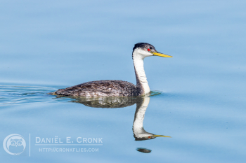 Western Grebe