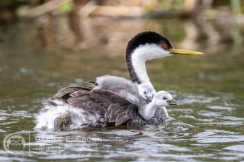 Western Grebe
