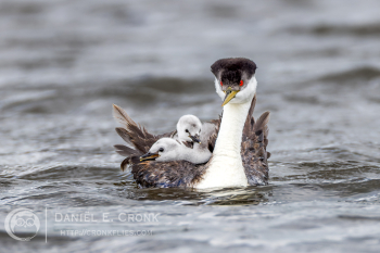 Western Grebe