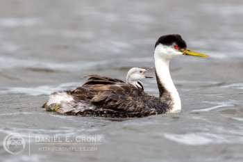 Western Grebe