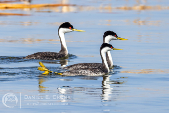 Western Grebe