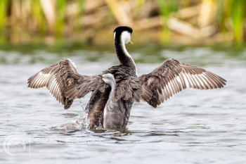 Western Grebe