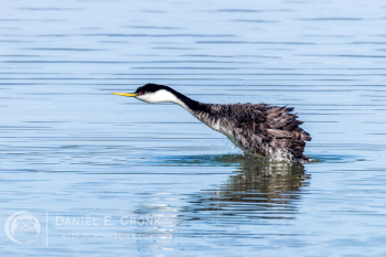 Western Grebe