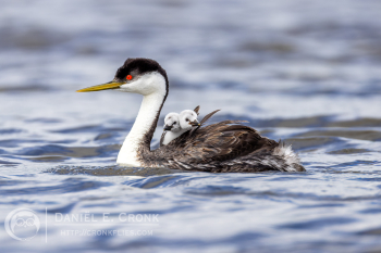 Western Grebe