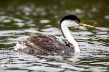 Western Grebe