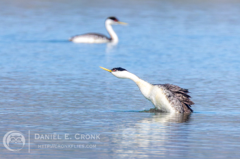 Western Grebe