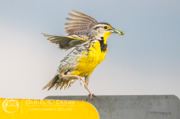 Western Meadowlark