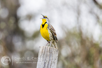 Western Meadowlark