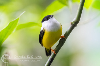 White-Collared Manakin