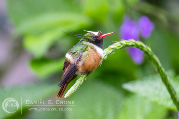 White-Crested Coquette