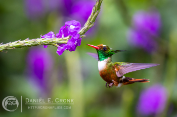 White-Crested Coquette