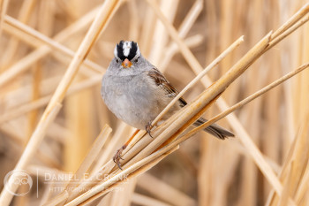 White-Crowned Sparrow
