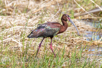 White-Faced Ibis