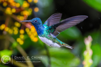 White-Necked Jacobin 