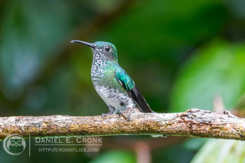 White-Necked Jacobin 