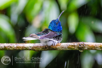 White-Necked Jacobin 