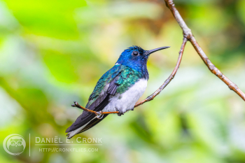 White-Necked Jacobin 