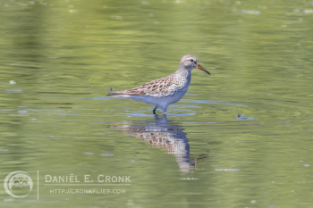 White-Rumped Sandpiper