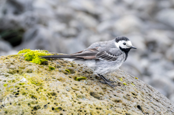 White Wagtail