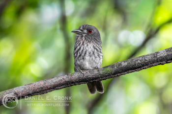 White-Whiskered Puffbird