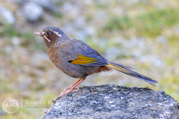 White-whiskered Laughingthrush