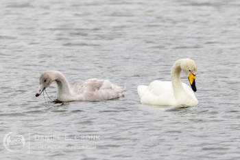 Whooper Swan