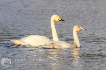 Whooper Swan