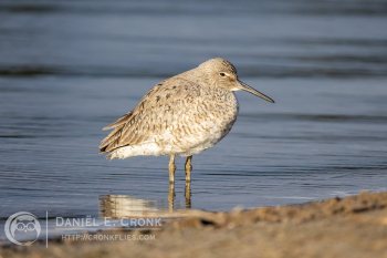 Willet