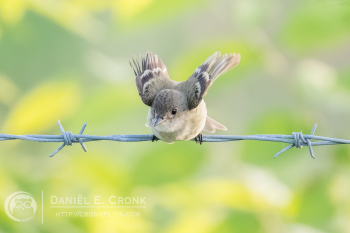Willow Flycatcher