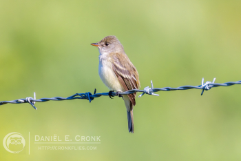 Willow Flycatcher
