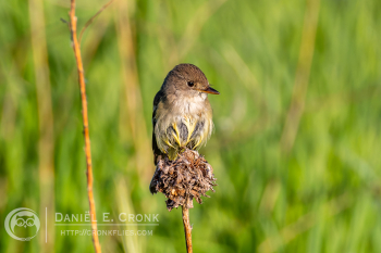 Willow Flycatcher