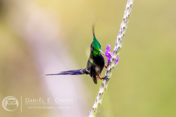 Wire-Crested Thorntail