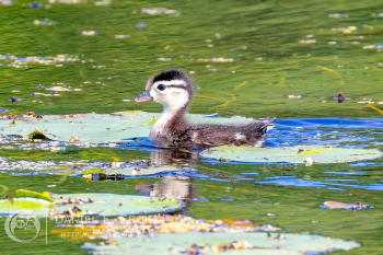Wood Duck