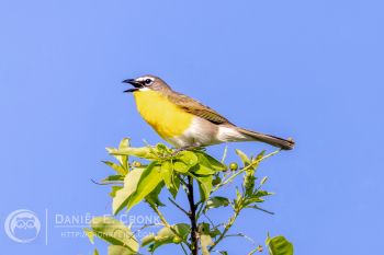 Yellow-Breasted Chat
